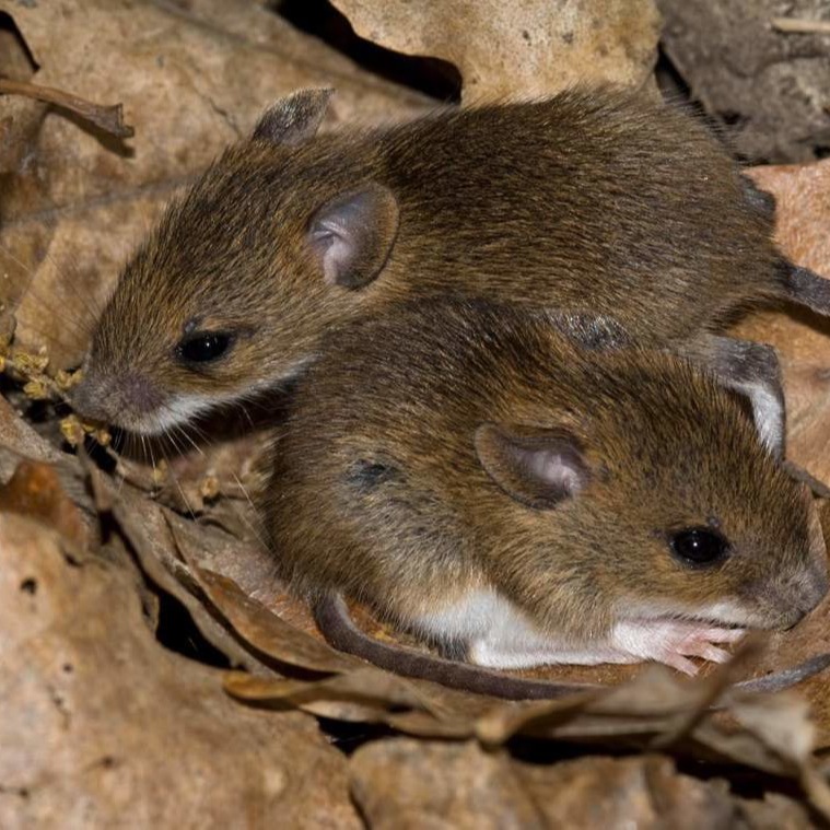 Уничтожения мышей в частном доме в Хабаровске?