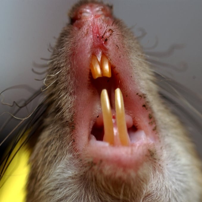 Дератизация крыс в Хабаровске?